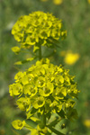      Euphorbia niciciana 