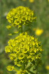 Siberian Spurge    Euphorbia niciciana 