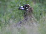 Eurasian Black Vulture    Aegypius monachus