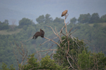 Eurasian Black Vulture    Aegypius monachus