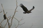 Eurasian Black Vulture    