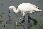    Platalea leucorodia 