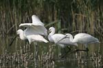    Platalea leucorodia 