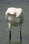 Eurasian Spoonbill   