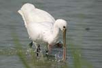 Eurasian Spoonbill   