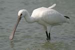 Eurasian Spoonbill   