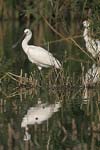    Platalea leucorodia 