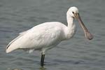 Eurasian Spoonbill   Platalea leucorodia