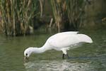    Platalea leucorodia 