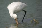 Eurasian Spoonbill   