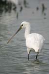 Eurasian Spoonbill   