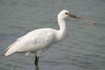 Eurasian Spoonbill   