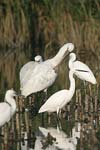 Eurasian Spoonbill   