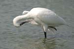 Eurasian Spoonbill   