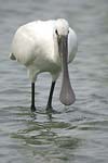 Eurasian Spoonbill   