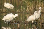    Platalea leucorodia