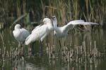    Platalea leucorodia 