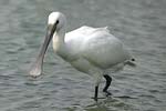 Eurasian Spoonbill   