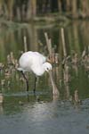 Eurasian Spoonbill   