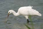 Eurasian Spoonbill   