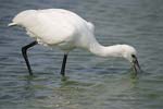 Eurasian Spoonbill   