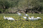 Eurasian Spoonbill    Platalea leucorodia 