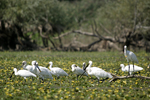 Eurasian Spoonbill    Platalea leucorodia 