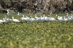 Eurasian Spoonbill    Platalea leucorodia 