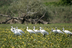     Platalea leucorodia