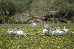 Eurasian Spoonbill    Platalea leucorodia 