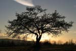 European Alder   Alnus glutinosa