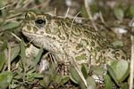 European Green Toad   Bufo viridis