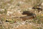 European Legless Lizard   Ophisaurus apodus