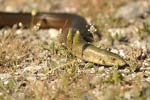 European Legless Lizard   