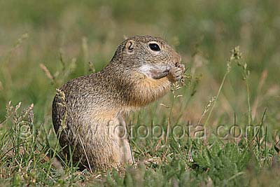    Spermophilus citellus