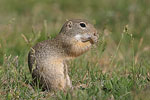 European Ground Squirrel   Spermophilus citellus