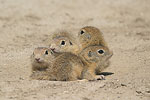    Squirrel Spermophilus citellus