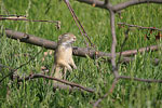    Squirrel Spermophilus citellus