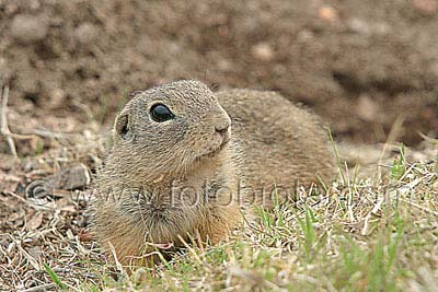    Spermophilus citellus