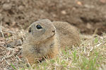    Squirrel Spermophilus citellus