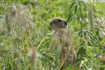    Squirrel Spermophilus citellus