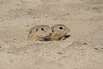    Squirrel Spermophilus citellus