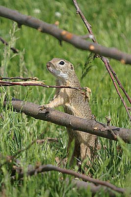    Spermophilus citellus