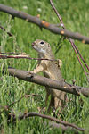    Squirrel Spermophilus citellus