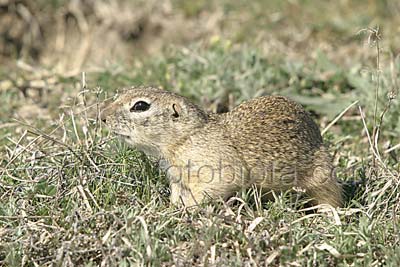    Spermophilus citellus