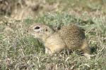    Squirrel Spermophilus citellus