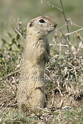    Spermophilus citellus