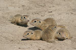    Squirrel Spermophilus citellus