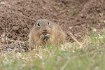    Squirrel Spermophilus citellus