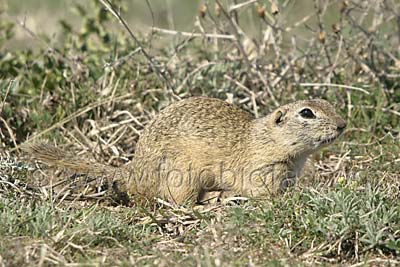    Spermophilus citellus